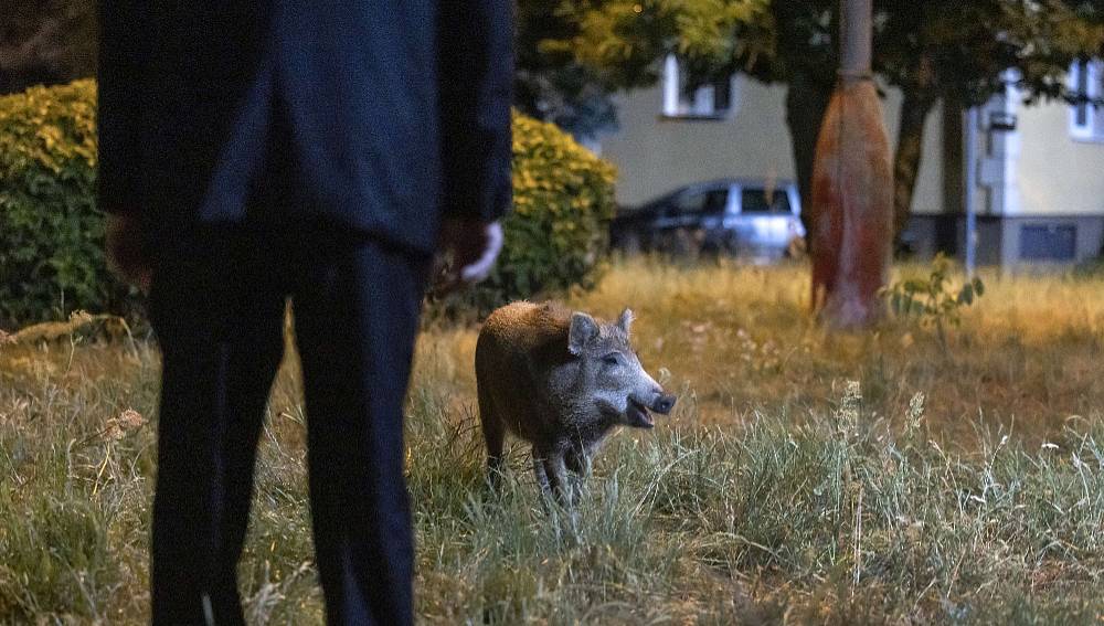 (4.5.) Tomáš Töpfer jako samolibí stárnoucí herec v komedii Kotrmelce pana herce