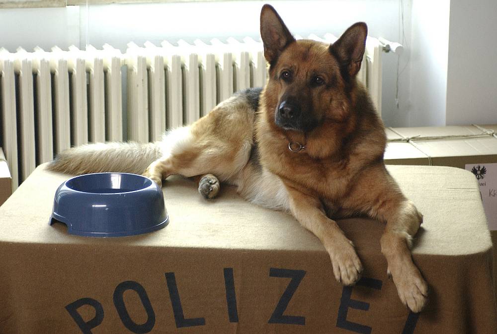 Komisař Rex se vrací: Vídeň se třese, salámy mizí a padouši utíkají!
