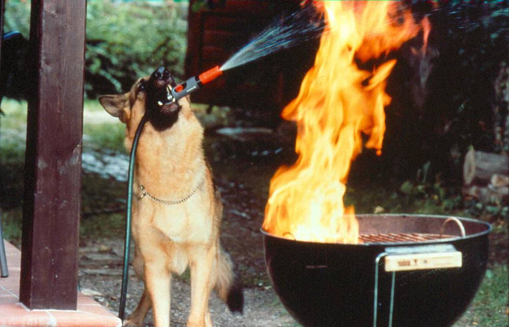 Komisař Rex se vrací: Vídeň se třese, salámy mizí a padouši utíkají!