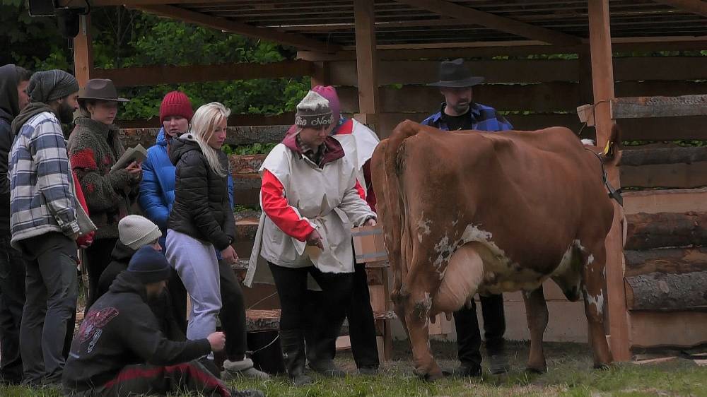 Počet krav na Farmě se zvýšil, dvě přivedl hospodář