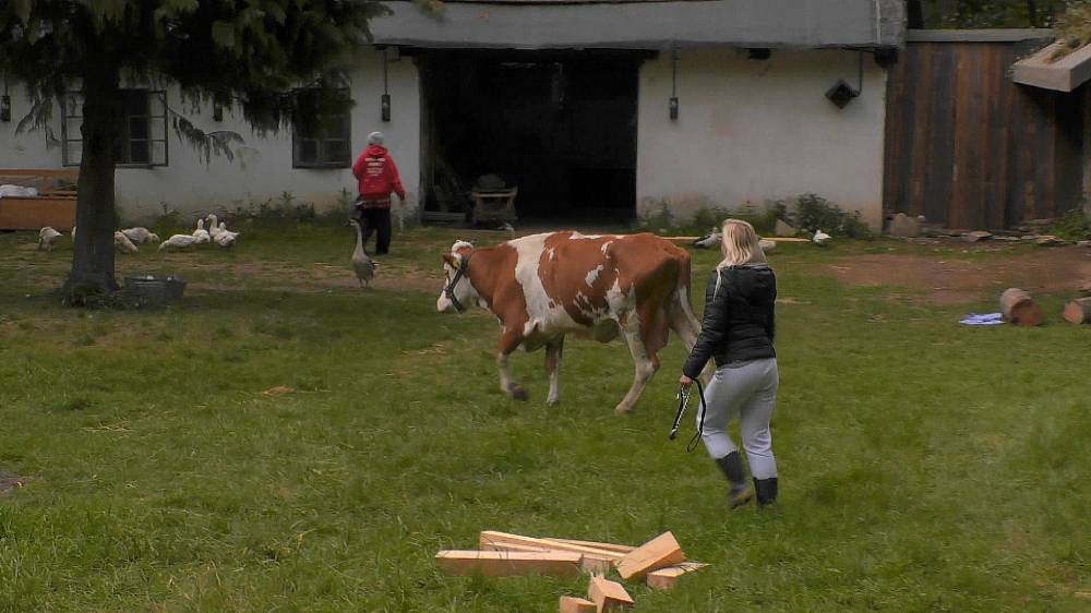 Počet krav na Farmě se zvýšil, dvě přivedl hospodář