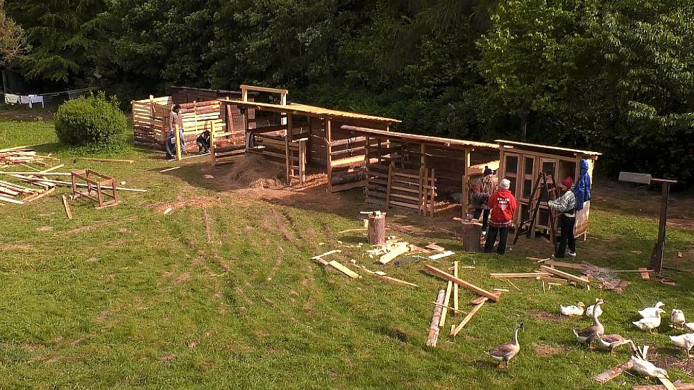 Počet krav na Farmě se zvýšil, dvě přivedl hospodář