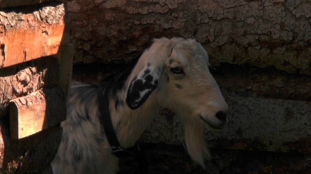Soutěž o největší intrikánku Farmy je v plném proudu. Má navrch Mary nebo Kateřina?