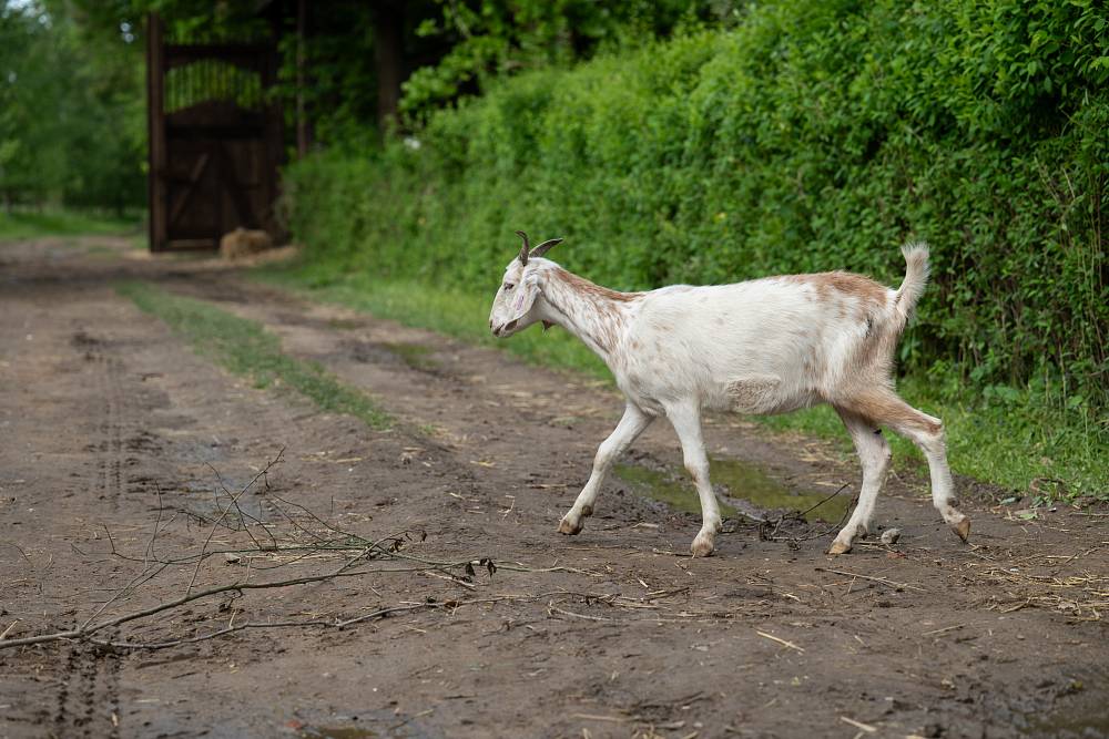 Kamery své dvě oblíbenkyně na Farmě nespustí z očí, ty navíc hrají před ostatními jen divadlo