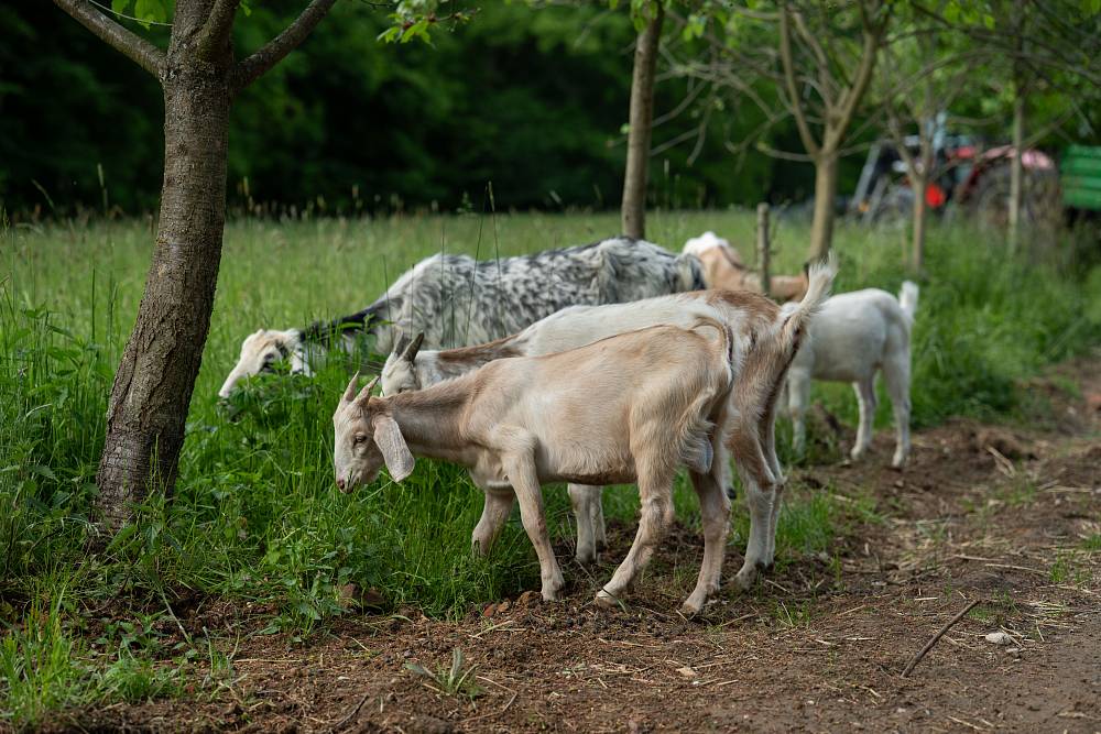 Kamery své dvě oblíbenkyně na Farmě nespustí z očí, ty navíc hrají před ostatními jen divadlo