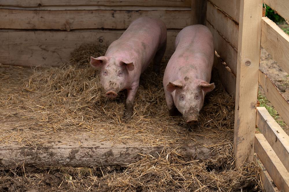 Kamery své dvě oblíbenkyně na Farmě nespustí z očí, ty navíc hrají před ostatními jen divadlo