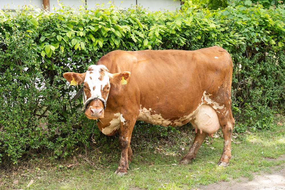 Neznámí bandité způsobili na Farmě pořádný rozruch. Nakonec se z nich vyklubali další farmáři