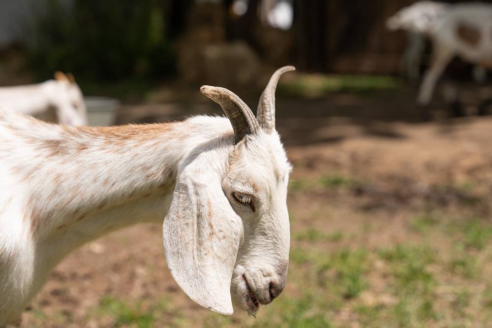 Neznámí bandité způsobili na Farmě pořádný rozruch. Nakonec se z nich vyklubali další farmáři