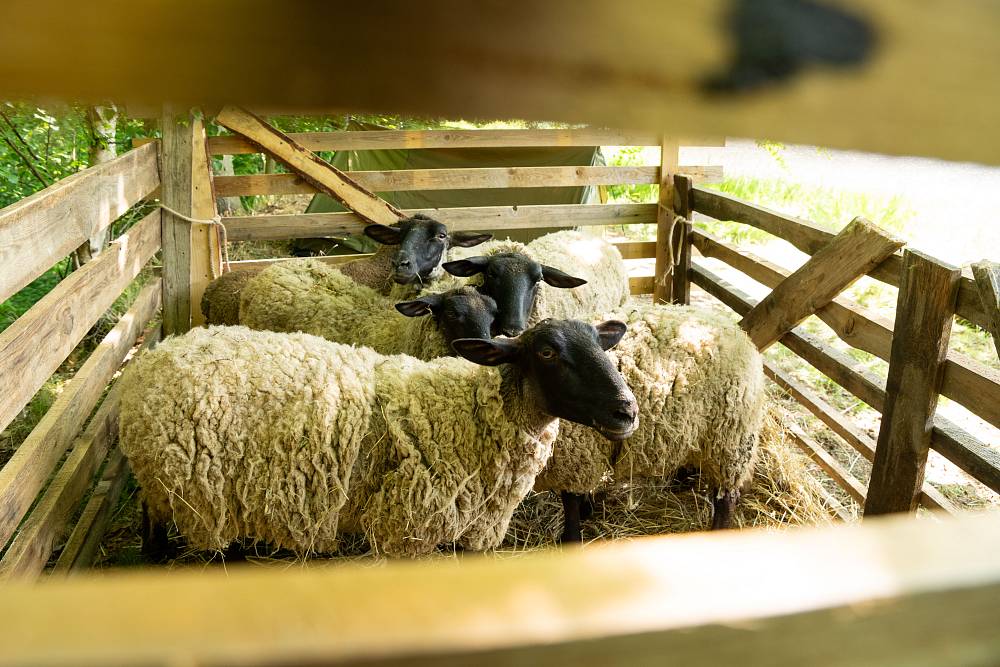 Neznámí bandité způsobili na Farmě pořádný rozruch. Nakonec se z nich vyklubali další farmáři