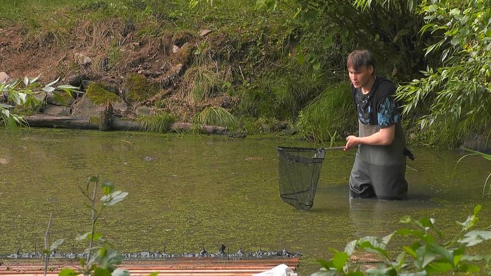Mary se z duelu nevykroutila. Godla lapil slepici, ale asi nepochopil, že odměna mu nezacinká hned v kapse