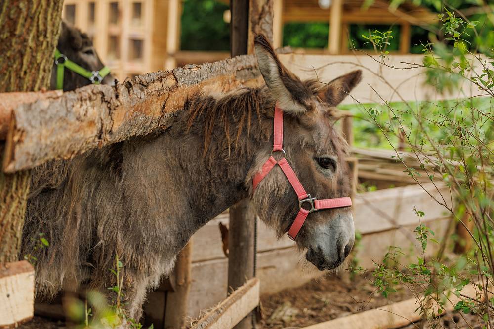 Farma se otřásla v základech. Podle scénáře Mary odhalila šokující strategii, kterou vyrazila farmářům dech
