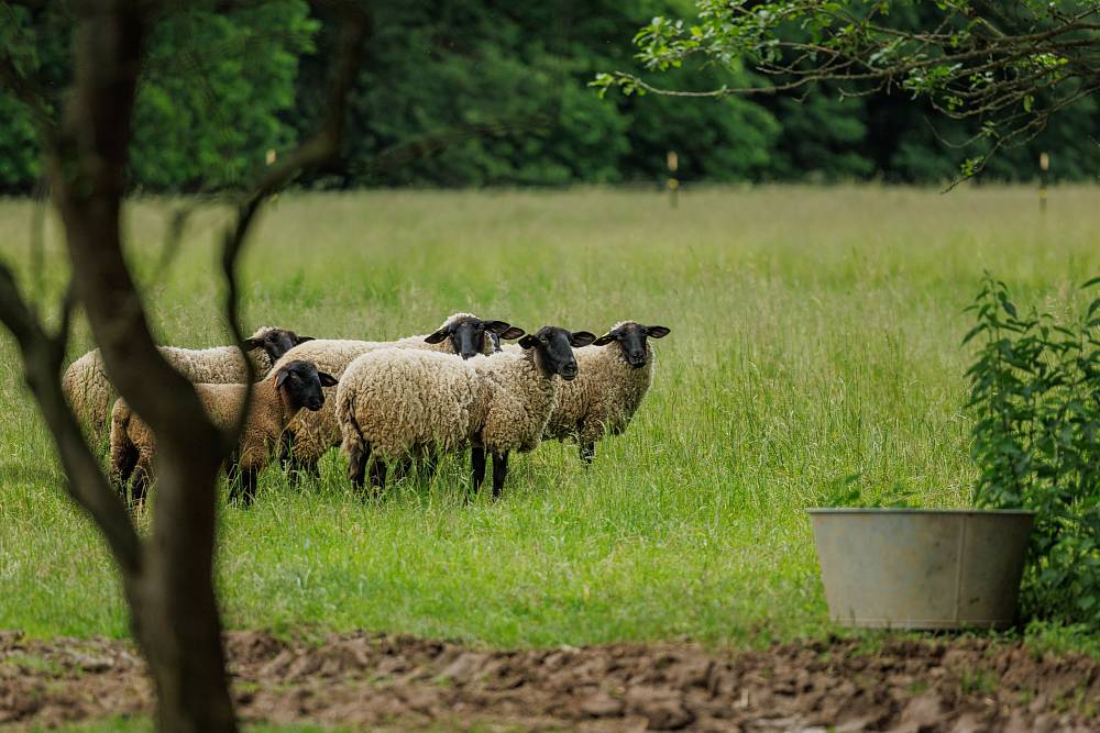 Farma se otřásla v základech. Podle scénáře Mary odhalila šokující strategii, kterou vyrazila farmářům dech