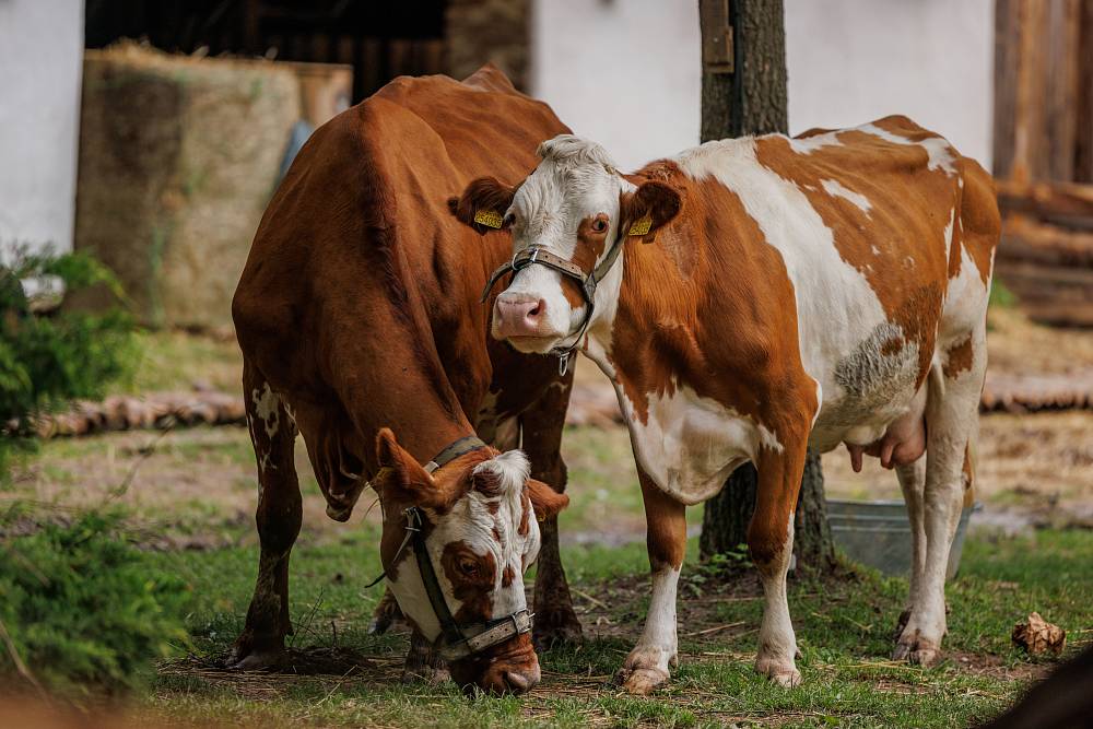 Farma se otřásla v základech. Podle scénáře Mary odhalila šokující strategii, kterou vyrazila farmářům dech