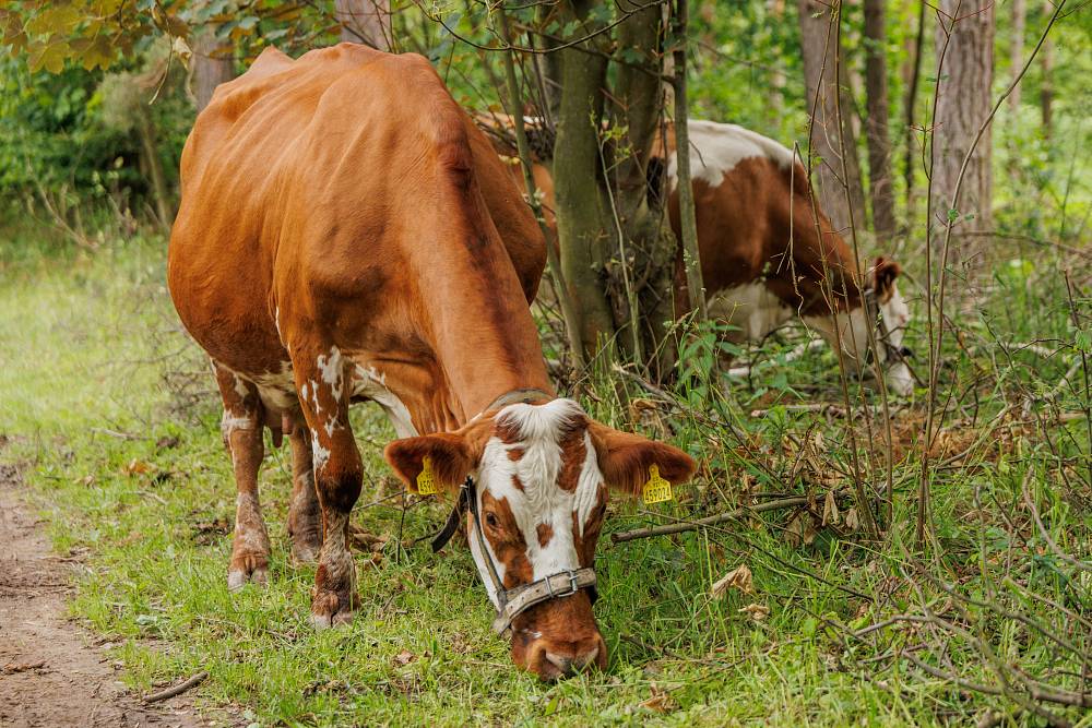 Farma se otřásla v základech. Podle scénáře Mary odhalila šokující strategii, kterou vyrazila farmářům dech