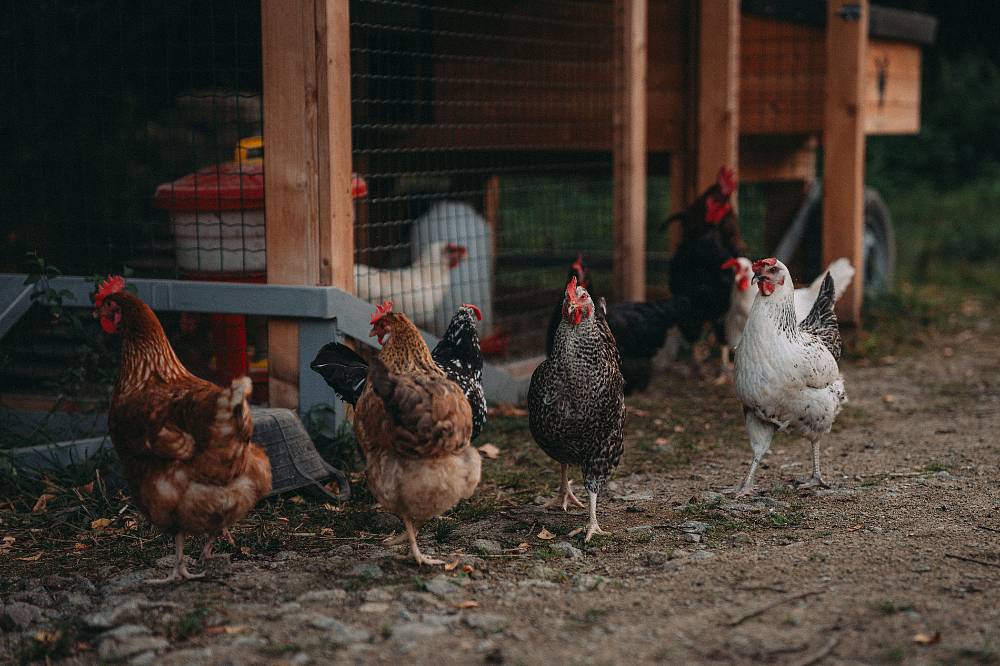 Farma Vojty Kotka: Slunce, ovce, 40 náklaďáků kamení a vlak, co předpovídá déšť