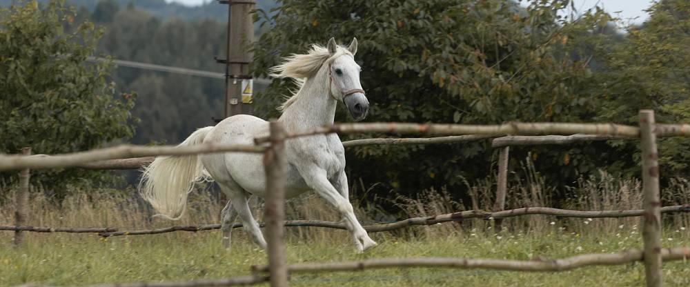 (Z MÉHO SEZNAMU 11.3.) Kůň, který změnil osud jedné ženy. Film Buko má nečekaně silný příběh