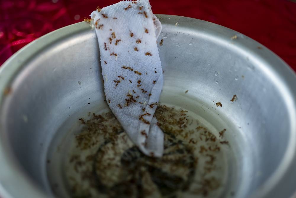 Mravenci na talíři! Soutěžící v Asia Express zažili peklo