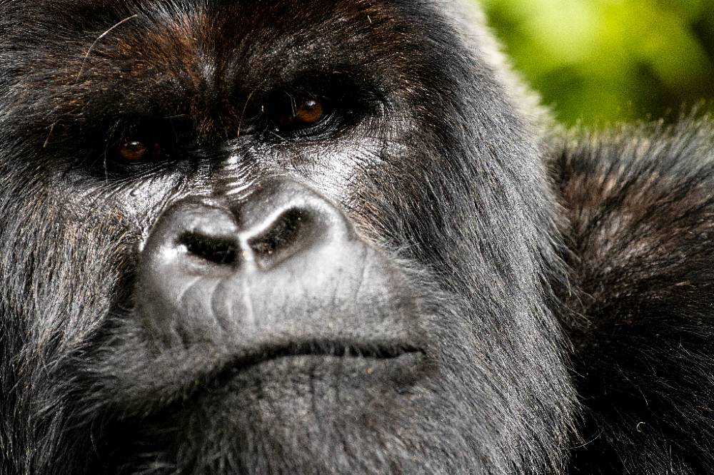 Příběh o gorile vyprávěný Davidem Attenboroughem vám změní pohled na svět. Doslova