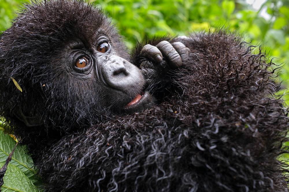 Příběh o gorile vyprávěný Davidem Attenboroughem vám změní pohled na svět. Doslova