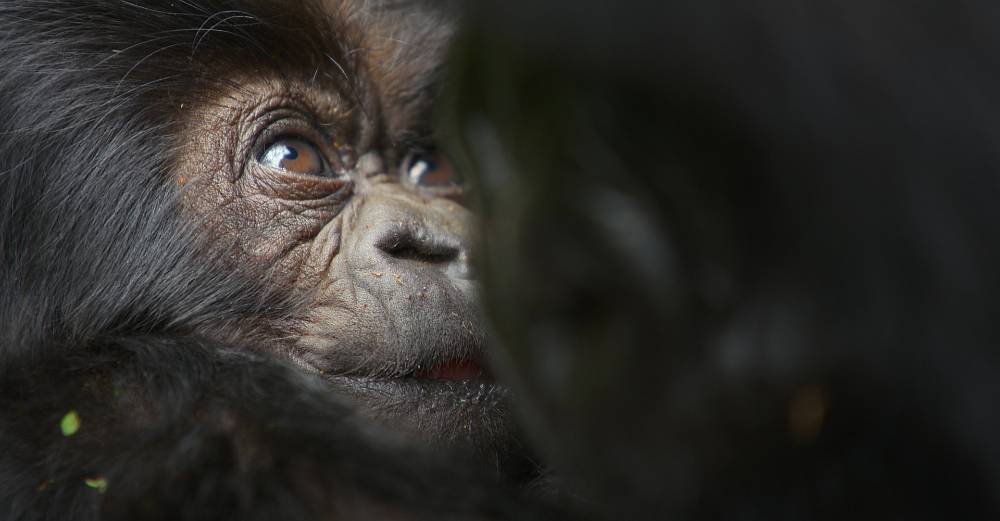 Příběh o gorile vyprávěný Davidem Attenboroughem vám změní pohled na svět. Doslova