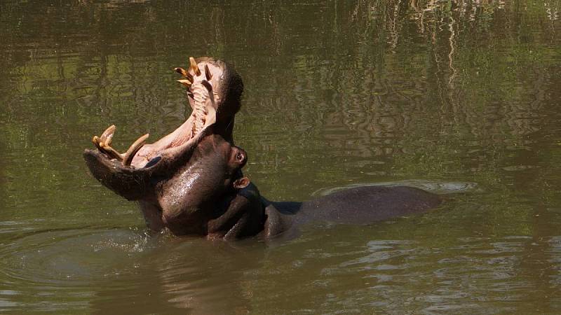 V seriálu můžeme občas zahlédnout zvířata přímo ze ZOO ve Dvoře Králové.