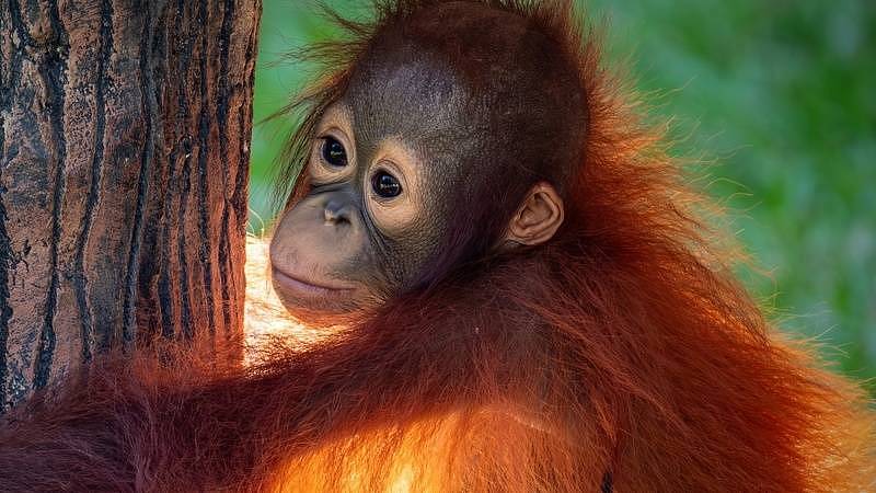 Orangutan