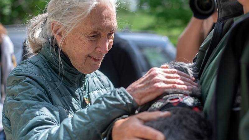 Jane Goodall