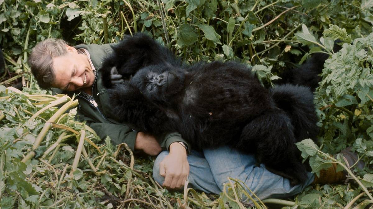 Nová pecka na Netflixu: Příběh o gorile vyprávěný Davidem Attenboroughem vám změní pohled na svět. Doslova