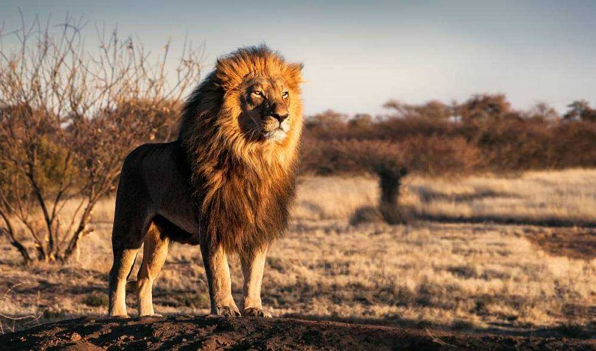 Lví král (2019): Předělávka vyvolala rozpaky, Beyoncé prý film zkazila Lví král (2019): Předělávka vyvolala rozpaky, Beyoncé prý film zkazila