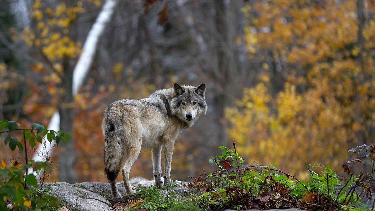 Odznak Vysočina: Nový díl, kde se vše točí kolem vlků