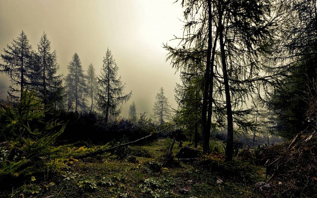 Když les začne zabíjet: První trailer pro nový thriller „Hunted“ je zveřejněn