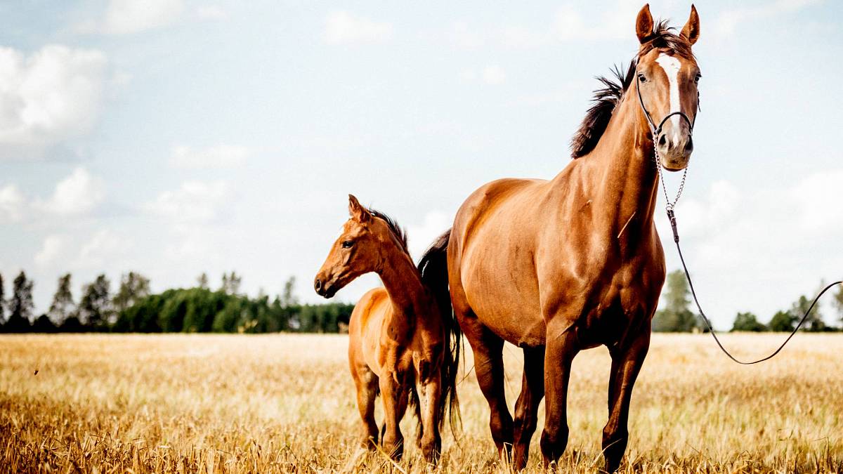 Nejkrásnější filmy o koních se kterými se nebudete rozhodně nudit