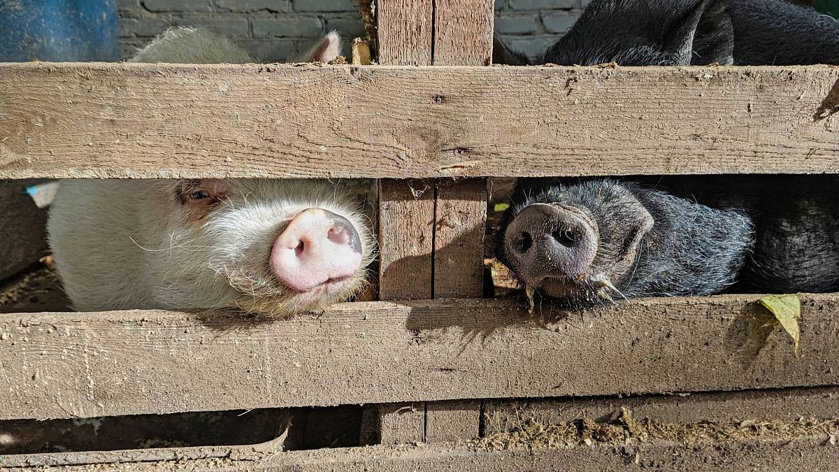 S Xenkou na Farmě (2): Hned byla vybraná dělat služku, mládí a příjemný vzhled se neodpouští