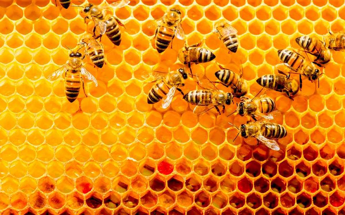 Environmentální dokument Země medu: Vydejte se do odlehlých končin Makedonie za optimistickou včelařkou
