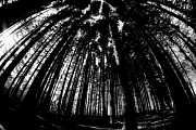 Průlomový horor Záhada Blair Witch natočený samotnými herci. Mizerný rozpočet, improvizované dialogy a nevídaný úspěch Průlomový horor Záhada Blair Witch natočený samotnými herci. Mizerný rozpočet, improvizované dialogy a nevídaný úspěch