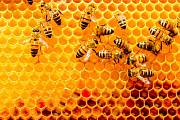 Environmentální dokument Země medu: Vydejte se do odlehlých končin Makedonie za optimistickou včelařkou