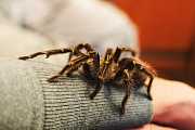 Arachnofobie: Jak filmaři fingovali rozšlápnutí pavouků Arachnofobie: Jak filmaři fingovali rozšlápnutí pavouků