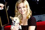 Reese Witherspoon a její herecká cesta od růžové Barbíny přes Divočinu pomalu směřuje opět k růžovému šatníku Reese Witherspoon a její herecká cesta od růžové Barbíny přes Divočinu pomalu směřuje opět k růžovému šatníku
