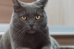 V neděli večer se dozvíte pravdu. Komedie Kočka odkrývá tajemství domácích mazlíčků