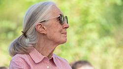 Zemřela Jane Goodallová, byla v Simpsonových a je kmotrou pražské gorily