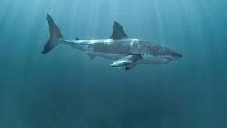 Měli to být další Čelisti, ale vznikl největší filmový průšvih všech dob. Přesto ho Prima Cool zařadila na zítřejší večer