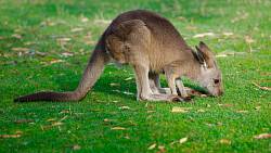 Skippy: Malá samička klokana, která v sedmdesátkách pobláznila děti nejen v Austrálii Skippy: Malá samička klokana, která v sedmdesátkách pobláznila děti nejen v Austrálii