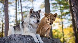 Rodinný film o přátelství zasazený do nádherné přírody - Vlk a lev: Nečekané přátelství
