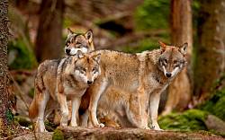 Vlci na hranicích (2020): Patří vlk do českých lesů nebo má zůstat pouze v pohádkách?