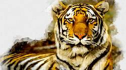 „Pán tygrů 2“ se blíží, bude se ukazovat ještě letos, ale co dělají hlavní protagonisté tohoto dokumentu dnes?