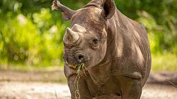 Seriál ZOO terčem kuplířů s nosorožčí rohovinou, příběh inspirovaný skutečnými událostmi