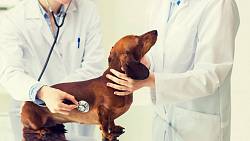 Moje máma veterinářka – něco starého končí a něco nového začíná Moje máma veterinářka – něco starého končí a něco nového začíná