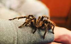 Arachnofobie: Jak filmaři fingovali rozšlápnutí pavouků