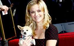 Reese Witherspoon a její herecká cesta od růžové Barbíny přes Divočinu pomalu směřuje opět k růžovému šatníku Reese Witherspoon a její herecká cesta od růžové Barbíny přes Divočinu pomalu směřuje opět k růžovému šatníku