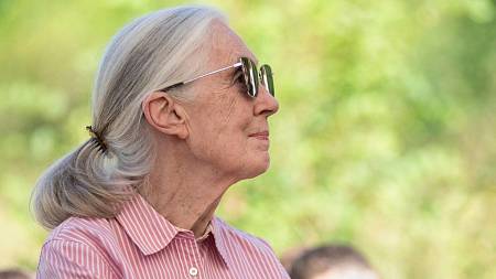 Zemřela Jane Goodallová, byla v Simpsonových a je kmotrou pražské gorily